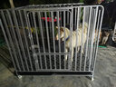 贝尼宠【不锈钢 加粗加厚 激光满焊】狗笼不锈钢结实金毛布拉多萨摩杜宾 124x94x108组装加粗(有喂食小门) 实拍图