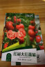 花沃里红蒄大番茄沙瓤西红柿种子80粒 蔬菜种子四季阳台种植盆栽土庭院 实拍图