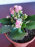手耕田长寿花盆栽重瓣金狐狸大花带花苞花苗四季室内开花好养的花卉植物 【苗原土带花苞】紫罗兰 不含盆 实拍图