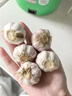 京喜自营精选大蒜水果蒜调料蔬菜火锅烧烤牛肉小龙虾食材 优惠5-6头 100g 单果3.5-5cm 实拍图