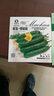 中科茂华 蔬菜种子欧宝绿娃娃荷兰水果黄瓜种子无刺小黄瓜全雌一叶多瓜 欧宝绿娃娃100粒/袋 实拍图