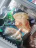 台公子黄油葱油饼梅干菜饼潼关肉夹馍半成品饼胚速冻饼皮早餐手抓饼早点 40片(葱油饼20片＋梅干菜饼20片) 实拍图