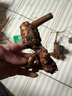 黄荆桩老桩黄荆盆景熟桩树桩根雕舍利黄荆室内绿植办公室盆栽庭院盆景疙瘩老桩 （2个）小号舍利老桩随机发 不含盆 实拍图
