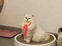 伊珊娜宠物沐浴露狗狗洗澡液猫咪沐浴露 经典系列香波浴液清洁 护毛素 香蕉沐浴露/中毛500ml 实拍图