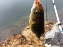 赤海龙纹鲤28调台钓竿钓鱼竿长节手竿3.6 4.5 5.4米综合野钓鲤鱼鲫鱼竿渔具 3.9m 送2.7m+双杆稍+双礼包 4H 28调 实拍图