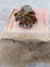 轩林美 多肉植物 肉肉盆栽 老桩办公室内耐干旱懒人绿植花卉 巧克力（单头3-5cm） 实拍图