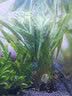 异景园鱼缸水族箱造景水榕沉木活体水草淡水无土植物后景真水草净水增氧 细叶铁皇冠(小) 实拍图