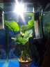 森森（SUNSUN）鱼缸灯LED水草灯防水支架灯全光谱鱼缸观赏灯爆藻照明草缸灯 更薄更亮2W防水灯（适合15-20cm缸） 实拍图