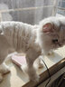 邦帛世冬季加厚保暖狗狗猫咪衣服两脚中小型犬防掉毛厚款宠物衣服  宠物衣服【可牵引白】 M 实拍图