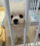 桓瑞宠物茶杯犬博美犬幼犬幼崽白色纯种宠物狗狗活体小型犬犬舍直销 宠物级 宠物级A款 公 实拍图