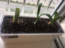 朵咔园艺阳台种菜盆种菜专用悬挂长方形塑料花盆自吸水懒人花盆新款壁挂式 矮生番茄种植套装 实拍图