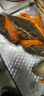 【活蟹】掌昕鲜三门青蟹 2公1母（6-7两/只）3只 生鲜活螃蟹海鲜水产送礼盒装非帝王蟹 实拍图