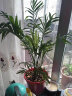 袖珍椰子植物散尾葵夏威夷室内盆栽植物观赏凤尾竹绿植 精选原盆2 含盆 晒单实拍图