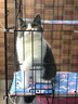 憨憨宠 猫笼 折叠猫笼子带厕所猫别墅幼猫成猫猫舍猫窝双层猫咪笼子 黑色850双层 实拍图