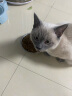 KINGJERRY猫粮暹罗猫专用成猫粮幼猫粮调节肠胃靓丽毛发针对配方2.5kg 2.5kg 实拍图