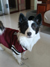 智宙狗狗衣服中型犬秋冬款保暖柴犬泰迪比熊法斗柯基学院风卫毛衣秋季 酒红学院风毛衣 XL适合14斤内 实拍图