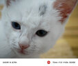 皇家（ROYAL CANIN）幼猫猫粮奶糕 BK34通用粮1-4月离乳期 助免疫亲肠胃助消化 【超值尝鲜款】2kg 实拍图