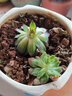 若绿一元多肉 24款多肉植物 室内多肉组合盆栽 迷你创意多肉 红化妆 单头 不含盆 实拍图
