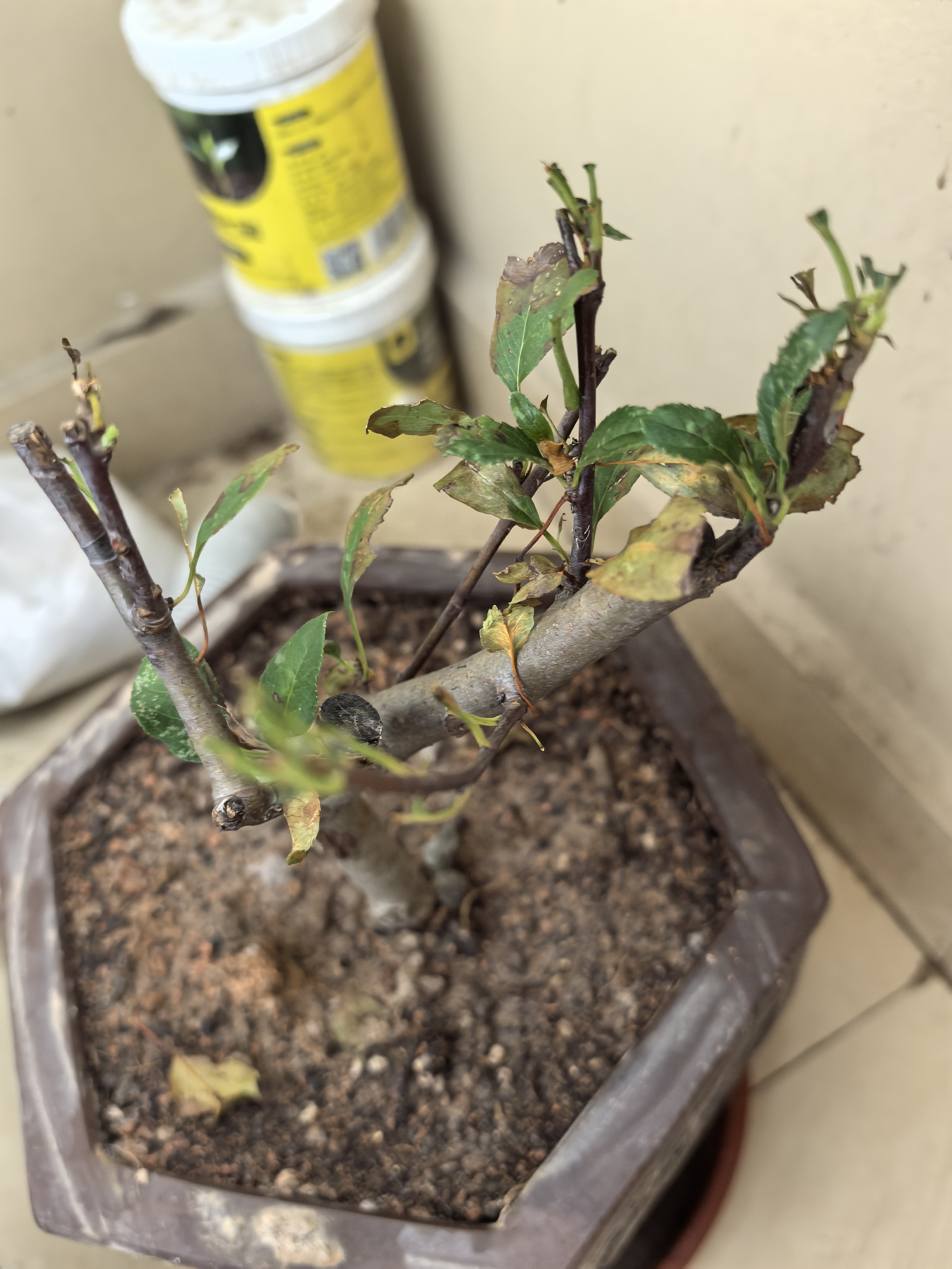 【冬季耐寒】日本海棠花苗盆栽室内绿植花卉观花庭院源头直发包邮 日本海棠 三年苗多分枝 实拍图
