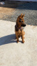 霍尔顿狗粮 宠物通用型犬通用天然狗粮 金毛拉布拉多泰迪 幼犬20kg（5kg*4） 实拍图