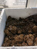 花彩师营养土育苗养花通用型专用草莓月季家用球根蓝莓兰花专用土铁线莲 8L优+铁线莲专用土 实拍图