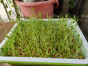 朵咔园艺水培蔬菜豆芽菜发芽盆芽苗菜育苗托盘无土栽培设备豆苗种植芽菜 【升级款】4带盖保温盘+4包种+壶 实拍图