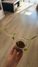 九月生向日葵盆栽种子盒绿植儿童种植花卉植物幼儿园DIY植物观察 实拍图