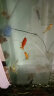 中国红冷水淡水观赏鱼锦鲤鱼活鱼金鱼小型好养红鲤鱼纯种小锦鲤 6-8cm长豹纹虎皮3条 实拍图