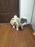 华元宠具猫咪衣服宠物四脚防掉毛小猫猫衣服秋冬季薄绒幼猫无毛猫可爱服装 【薄绒】四脚背带裤—黄 M：胸围40cm(建议5-7斤） 实拍图