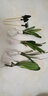 君子兰苗室内绿植花卉高档植物室内盆景兰花盆栽君子兰盆栽君子兰大小苗兰花苗 黄色 4到6片叶子 实拍图
