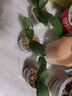 欧悟 蝴蝶兰花苗盆栽室内观花植物桌面阳台年宵花卉四季开花绿植花卉 紫点蝴蝶兰+透明原盆+原土 实拍图