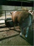 英美尔（YINGMEIER） 牛预混料肉牛专用饲料育肥牛架子牛生长期微量元素牛育肥期饲料 4%育肥牛预混料（40斤） 晒单实拍图
