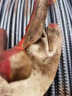牛郎星 劳保手套塑胶涂胶加厚 防滑耐磨胶片手套工地作业NL-198（黄红）12付 晒单实拍图