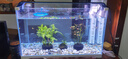 森森（SUNSUN）鱼缸水族箱超白玻璃水草缸造景桌面缸 500裸缸(50*25.6*31cm) 实拍图