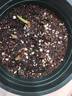 欧悟碗莲种子室内盆栽水培植物水养荷花绿植花卉风信子水仙花种球睡莲 进口香雪兰种球5颗+盆+土+肥料 实拍图