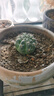 种花迷绯花玉仙人球盆栽四季开花好活净化空气吸甲醛桌摆办公室花卉绿植 玫红原盆原土 大球7-8厘米 实拍图