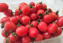 家美舒达山东 贝贝小西红柿 1kg 贝贝番茄 千禧圣女果 新鲜蔬菜 实拍图