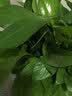 花行榜绿萝盆栽室内植物新房家用净化空气水培绿植花卉大叶吊兰源头直发 实拍图