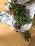 家中有果桌面花卉绿植盆栽 造型盆景 金枝玉叶  多肉植物盆景 陶瓷+金枝玉叶树形 不含盆 实拍图