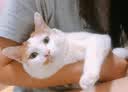 【空运 次日达】44l猫腹传针剂油剂干性湿性腹水腹膜炎可口服片剂 口服片剂4kg高含量76mg 10片*1盒 实拍图