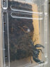 宠以沫热带雨林蝎子爬宠学生版网红昆虫宠物全套新手 6-8cm一只含饲养套餐 实拍图