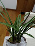 劉閣蘭花刘阁兰花 春兰老八种万字 梅瓣现带花苞出售阳台室内绿植花卉盆栽 4苗连体裸根带花苞 实拍图