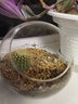 绿荫巷子多肉植物仙人掌盆栽肉肉室内桌面创意绿植小盆栽带盆 【金冠+白雪光】造景石 星球瓶 实拍图
