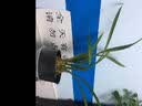 劉閣蘭花兰花苗 花艺青山现带香水花苞出售有香味的兰花卉绿植盆栽 青山玉泉2苗，配盆土肥 实拍图