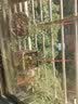 大禹菜苗秧蔬菜苗子大全活苗带土种子苗秋季西红柿盆栽圣女果秧苗阳台 二荆条线椒苗6棵特辣 实拍图
