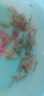 云峰海瑞黑壳虾清洁虾观赏虾 鱼缸水族箱水草缸清洁除藻淡水 虾螺蟹清洁套餐B 晒单实拍图