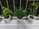 樱霞【顺丰上门】花卉植物室内桌面净化空气水培小绿植好养活驱蚊盆栽 九里香+胡椒木+栀子花 带盆 实拍图