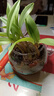 艾莹七彩香水石斛兰花四季开花好养绿植浓香型石斛室内植物花卉盆栽 3苗七彩石斛 没带叶艺 裸根发货 实拍图