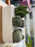萌卉植仙人掌多肉植物带盆组合仙人球盆栽办公室阳台绿植室内桌面花卉 A款组合：图中植物+盆土铺面 白瓷盆+竹制托盘 实拍图