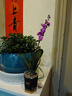 劉閣蘭花双色泼墨石斛兰盆栽兰花苗 红+紫薇组2支花剑配冰裂盆源头直发 实拍图